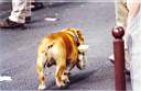 teddy dog.jpg